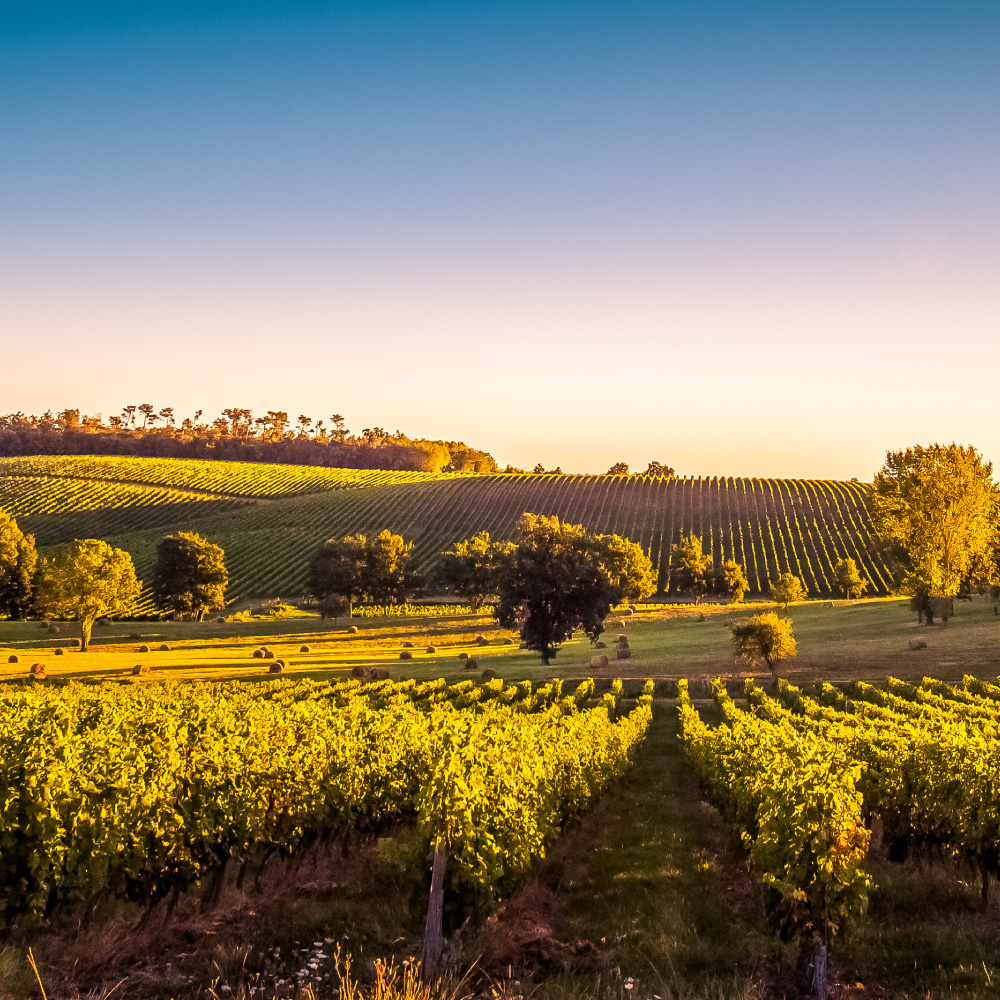 bordeaux vineyard with mountainous background and colorful sky from sunset